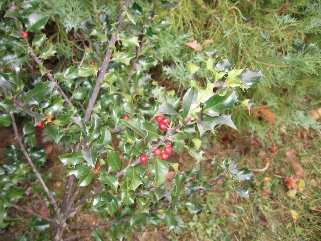 Ilex 